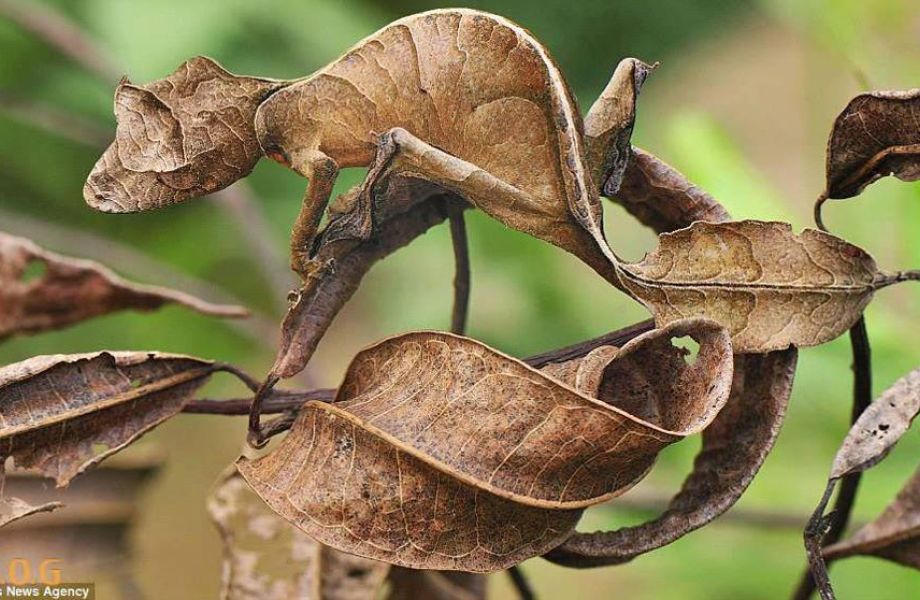 El brillo de las urnas