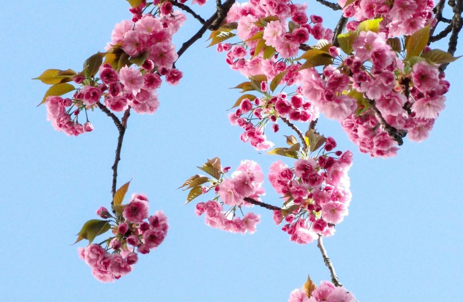 Ansiedad y primavera