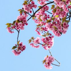 Ansiedad y primavera