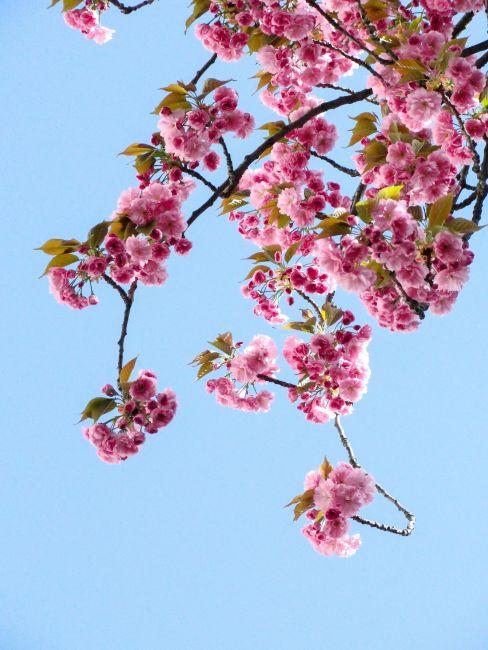 Ansiedad y primavera