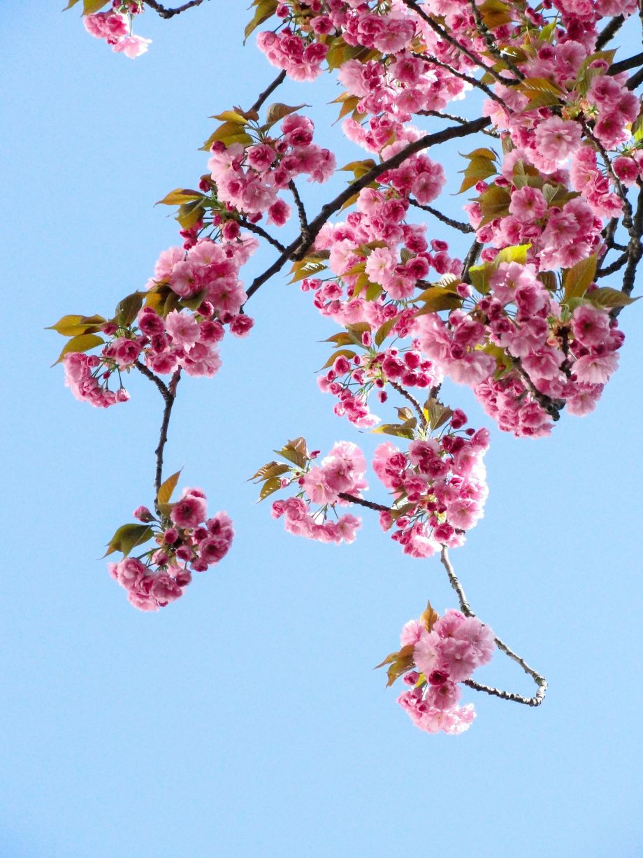 Ansiedad y primavera